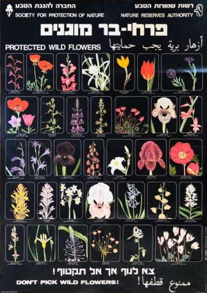 הגן על פרחי הבר פוסטר כרזה VINTAGE ISRAELI POSTER Protected Wildflowers